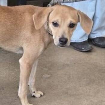 FREDDIE -  Chihuahua Dog for Adoption in Fernandina Beach, Florida - FREDDIE | PetCurious
