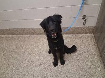LUNA -  Border Collie and Mixed Breed Dog for Adoption in Colorado Springs, Colorado - LUNA | PetCurious