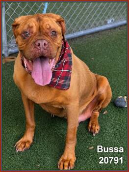 BUSSA -  Mastiff and Dogue De Bordeaux Dog for Adoption in Marietta, Georgia - BUSSA | PetCurious