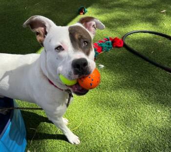 Rescue Boxer and Mixed Breed Dogs for Adoption in Las Vegas, Nevada - STITCH | PetCurious