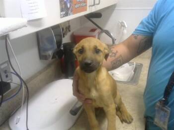 German Shepherd Dog and Mixed Breed Dogs Available for Adoption - SISTER JUDE | PetCurious