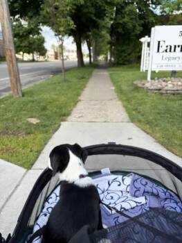 Birdie -  Basset Hound and Beagle Dog for Adoption in Springville, New York - Birdie | PetCurious