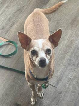 Little Bit -  Chihuahua Dog for Adoption in Winchester, Indiana - Little Bit | PetCurious