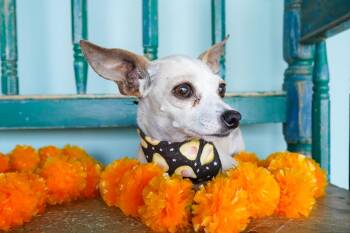 Rescue Chihuahua Dogs for Adoption in San Antonio, Texas - Alma | PetCurious