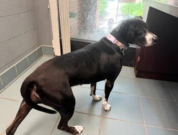 Audry -  Mixed Breed Dog for Adoption in Nashville, Tennessee - Audry | PetCurious