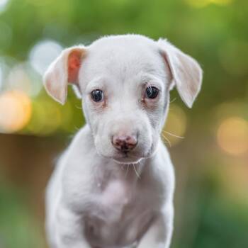 Noodle Pup - Bucatini -  Wire Fox Terrier and Poodle Dog for Adoption in San Diego, California - Noodle Pup - Bucatini | PetCurious