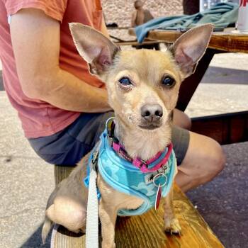 Valkyrie -  Chihuahua Dog for Adoption in Portland, Oregon - Valkyrie | PetCurious