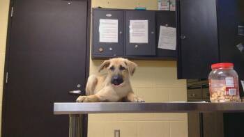 SOPHIA -  German Shepherd Dog and Black Mouth Cur Dog for Adoption in Cookeville, Tennessee - SOPHIA | PetCurious