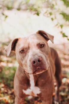 Staffordshire Bull Terrier and Mixed Breed Dogs Available for Adoption in North Charleston, South Carolina - 92685a Fairy Penguin | PetCurious