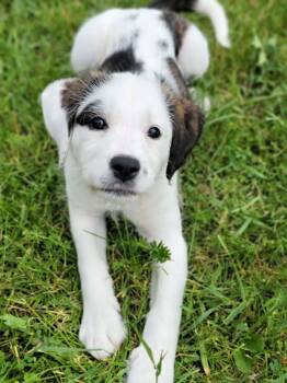 Syna -  Bernadoodle and Boxer Dog for Adoption in Hornell, New York - Syna | PetCurious