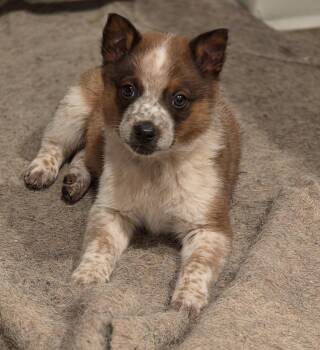 Australian Cattle Dog Blue Heeler Dogs Available for Adoption - Finn | PetCurious