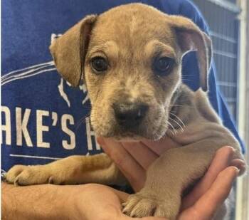 Jake Jr. -  German Shepherd Dog Dog for Adoption in Colorado Springs, Colorado - Jake Jr. | PetCurious