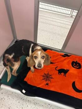 Poppy (Sponsored Adoption) -  Beagle Dog for Adoption in Providence Forge, Virginia - Poppy (Sponsored Adoption) | PetCurious