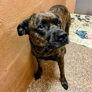 Terrier Dogs Available for Adoption - Akemi | PetCurious