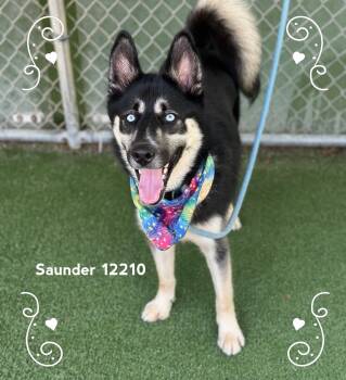 SAUNDER -  Siberian Husky Dog for Adoption in Marietta, Georgia - SAUNDER | PetCurious