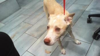 A1266564 -  Siberian Husky and Mixed Breed Dog for Adoption in Charlotte, North Carolina - A1266564 | PetCurious