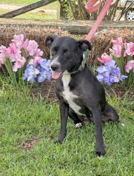 Madisen - Foster or Foster to Adopt Needed -  Mixed Breed Dog for Adoption in Huntingtown, Maryland - Madisen - Foster Or Foster To Adopt Needed | PetCurious
