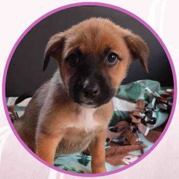 Sally -  Mixed Breed Dog for Adoption in Toms River, New Jersey - Sally | PetCurious