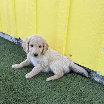 Golden Retriever and Poodle Dogs Available for Adoption - Marshmallow 5372 | PetCurious