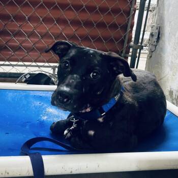 Lia -  Black Labrador Retriever Dog for Adoption in Austin, Texas - Lia | PetCurious