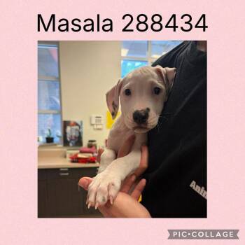 Dalmatian and American Staffordshire Terrier Dogs Available for Adoption in Douglasville, Georgia - Masala Now Maddie | PetCurious