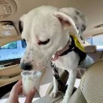 BARBIE - Foster or Adopter needed -  Terrier Dog for Adoption in Largo, Florida - BARBIE - Foster Or Adopter Needed | PetCurious