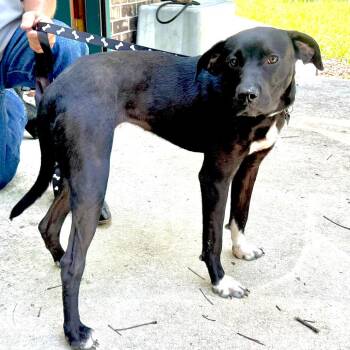 Rosie Bud -s -  Black Labrador Retriever Dog for Adoption in Sequatchie, Tennessee - Rosie Bud -s | PetCurious