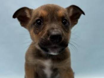 Pogo -  Labrador Retriever and Mixed Breed Dog for Adoption in Minneapolis, Minnesota - Pogo | PetCurious