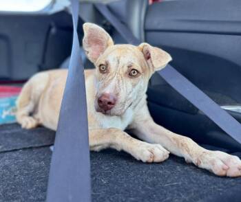 Pixie -  Mixed Breed Dog for Adoption in Northwood, New Hampshire - Pixie | PetCurious