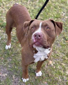 American Bulldog Dogs Available for Adoption - TAFFY | PetCurious