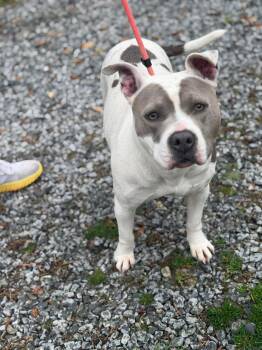 American Bulldog Dogs Available for Adoption - Johnise | PetCurious
