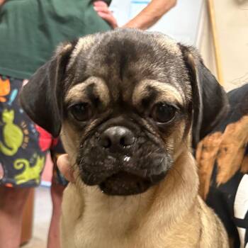 Pug Dogs Available for Adoption - Rachmaninoff | PetCurious
