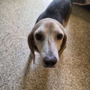 Walter -  Beagle and Mixed Breed Dog for Adoption in Brownsboro, Alabama - Walter | PetCurious