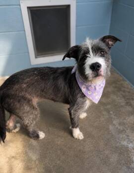 Airedale Terrier Dogs Available for Adoption in Lafayette, Louisiana - Frizzle | PetCurious