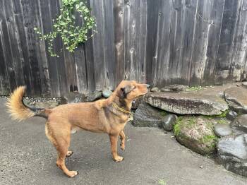 Rescue Shepherd Dogs for Adoption in Portland, Oregon - Ernie | PetCurious
