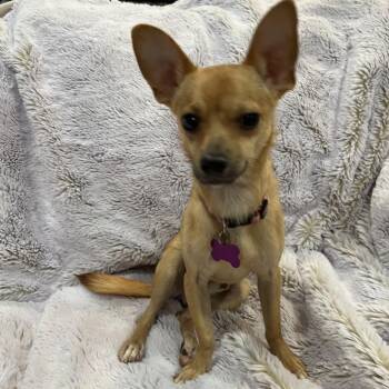 Porter -  Chihuahua Dog for Adoption in Phoenix, Arizona - Porter | PetCurious