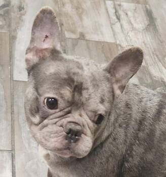 Haggerd -  French Bulldog Dog for Adoption in Andover, Massachusetts - Haggerd | PetCurious