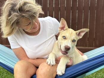 Thar Desert -  Shepherd and Husky Dog for Adoption in Friendswood, Texas - Thar Desert | PetCurious