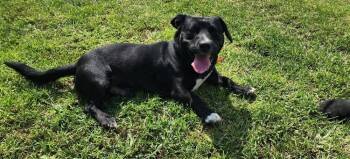 ROLO 217-26 -  Mixed Breed Dog for Adoption in Cambridge, Ohio - ROLO 217-26 | PetCurious