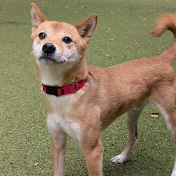 Dio -  Mixed Breed Dog for Adoption in Titusville, Florida - Dio | PetCurious