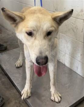 GUS -  German Shepherd Dog and Mixed Breed Dog for Adoption in San Bernardino, California - GUS | PetCurious