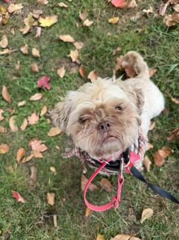 Mahjong -  Shih Tzu Dog for Adoption in Stamford, Connecticut - Mahjong | PetCurious