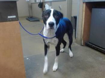 Pit Bull Terrier Dogs Available for Adoption in Sacramento, California - BUDDY | PetCurious
