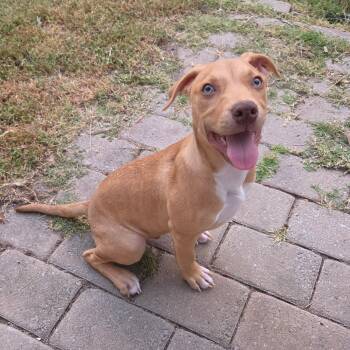 HENRY -  Labrador Retriever Dog for Adoption in Nashville, Tennessee - HENRY | PetCurious