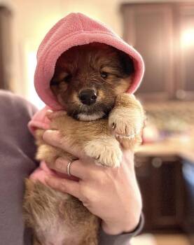 Rescue Collie and Shetland Sheepdog Sheltie Dogs for Adoption in Richmond, Virginia - Hollie | PetCurious