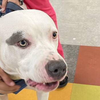 Davi -  Mixed Breed Dog for Adoption in Philadelphia, Pennsylvania - Davi | PetCurious