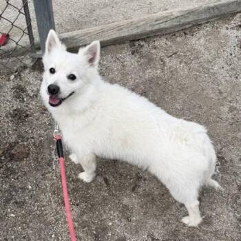 Yogurt -  Spitz and Mixed Breed Dog for Adoption in Wheaton, Illinois - Yogurt | PetCurious