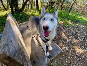 COCONUT -  Siberian Husky Dog for Adoption in Santa Rosa, California - COCONUT | PetCurious
