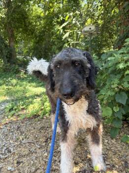 Mr. Pickles -  Labrador Retriever Dog for Adoption in Lawrenceburg, Tennessee - Mr. Pickles | PetCurious