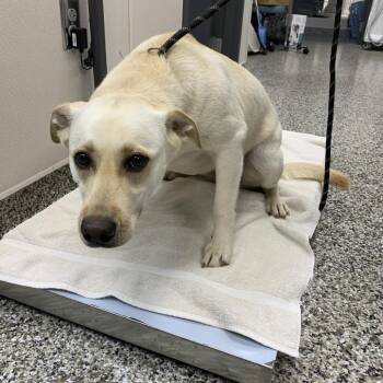 Arushah -  Labrador Retriever and Mixed Breed Dog Available for Adoption in Morganton, North Carolina - Arushah | PetCurious